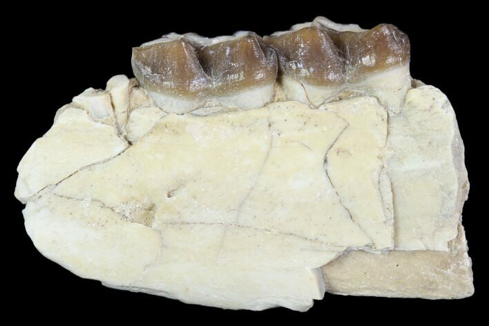 Oligocene Horse (Mesohippus) Jaw Section #101864
